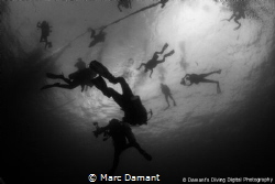 Sometimes at the end of a dive you just have to look up! ... by Marc Damant 